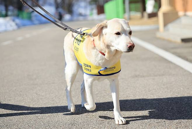 이른바 '국회견'이란 이름으로 세간의 화제를 모았던 장애인 안내견 조이가 은퇴 후 산책하는 모습 ⓒ삼성화재 안내견학교 제공