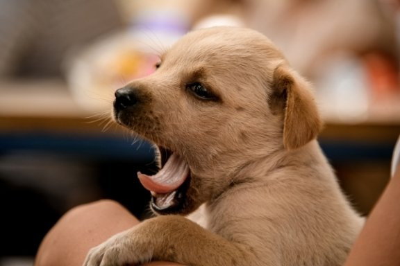 하품은 반려견이 원활한 의사소통을 위해 사용하는 ‘카밍 시그널(calming signal)’ 중 하나다. GettyImages