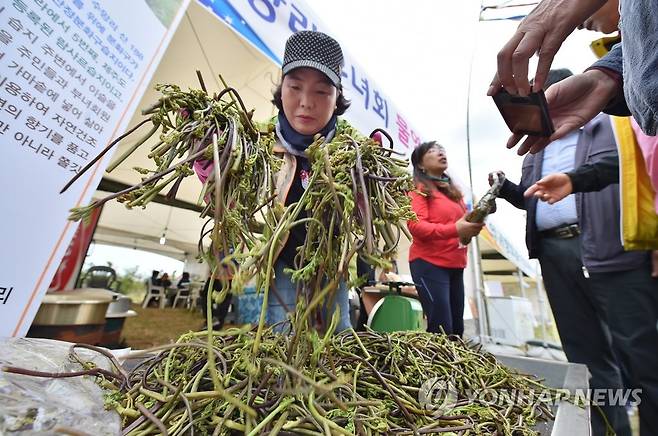 한라산 청정 고사리 축제  [연합뉴스 자료사진]