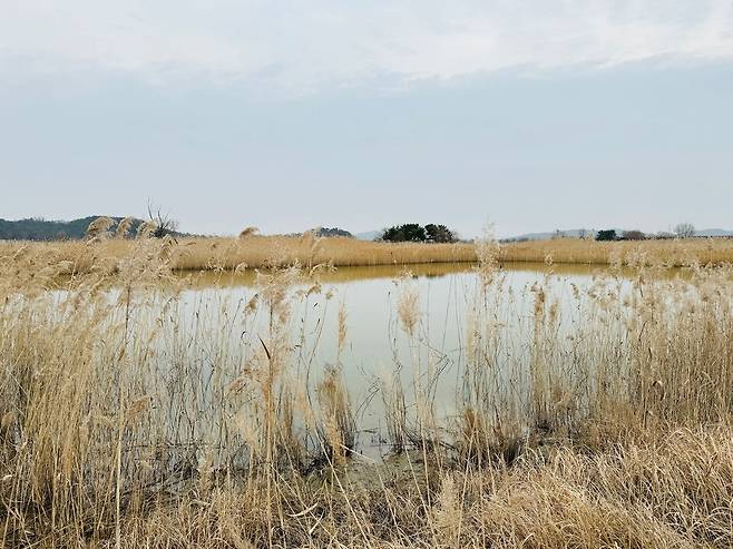 ▲ 인천 남동구 소래습지생태공원 내 습지 주변에 무성히 자란 갈대. /사진제공=인천환경운동연합