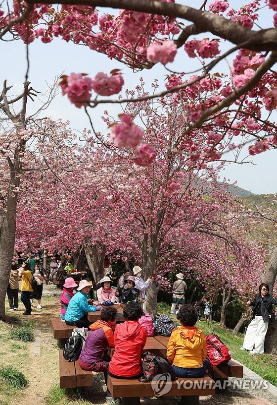 지난 18일 부산 중구 부산민주공원 겹벚꽃 동산에 나들이 나온 시민이 활짝 핀 겹벚꽃을 감상하고, 사진을 찍으며 힐링의 시간을 보내고 있다. 〈사진=연합뉴스〉