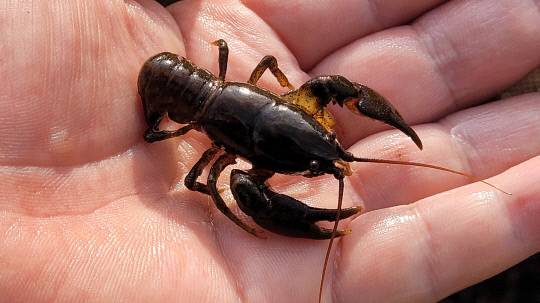 천안 병천천에서 지난 21일 발견된 미국가재 모습. 천안아산환경련 제공