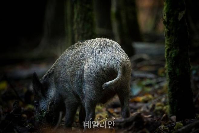 야생멧돼지 모습. ⓒ게티이미지뱅크