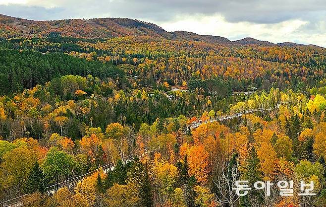 캐나다 퀘벡주의 한 숲에 단풍나무가 빼곡히 들어서 있다. 동아일보DB