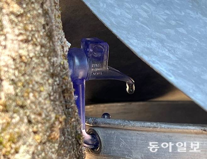 지난달 22일 캐나다 퀘벡주 파인 마운틴 숲의 단풍나무에 꽂아놓은 관에서 수액이 흘러나와 양동이로 떨어지고 있다. 브로몽=임우선 특파원 imsun@donga.com