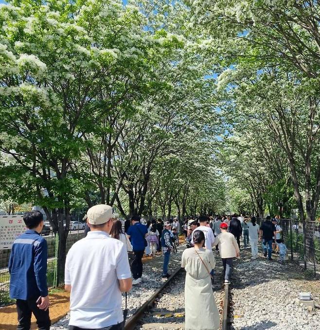 전북 전주시 팔복동 이팝나무 철길을 찾은 관람객들이 산책하고 있다. 전주시는 이팝나무 축제 기간 시내버스를 증편 운행한다. 전주시 제공