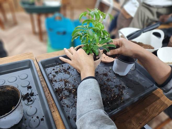 홍콩야자를 화분에 옮겨 심는 모습. 허윤희 기자