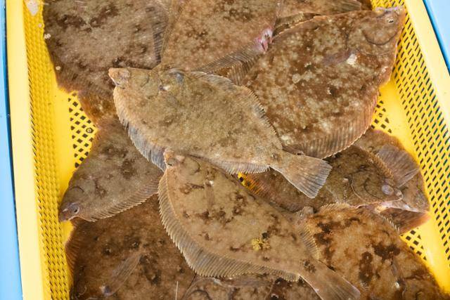 활어 매장 수조에 참가자미가 가득 담겨 있다.