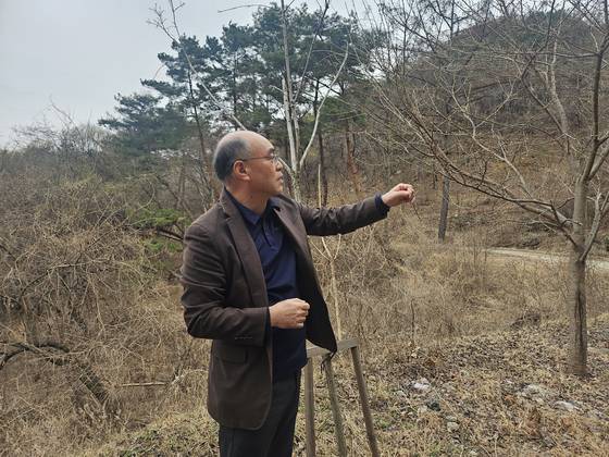 2일 강원 춘천시 옥광산에서 만난 채희문 강원대 산림과학부 교수가 중앙일보와 인터뷰하며 나무의 상태를 살피고 있다. 서지원·박종서 기자