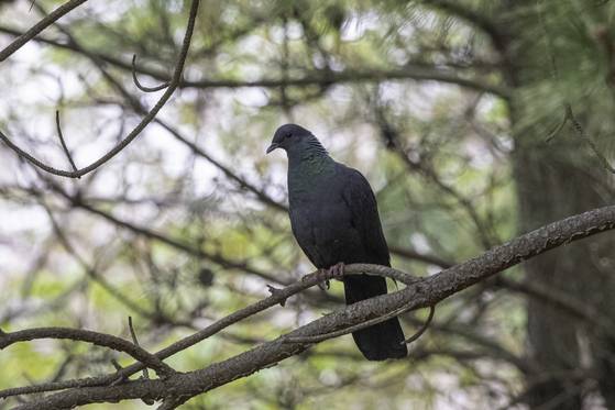 울산 해안에서 멸종위기종인 '흑비둘기'가 관찰됐다. 새 관찰 동호회 '짹짹휴게소'의 홍승민 대표가 흑비둘기의 모습을 사진으로 담는 데 성공했다.사진 홍승민 대표 (울산시 제공)