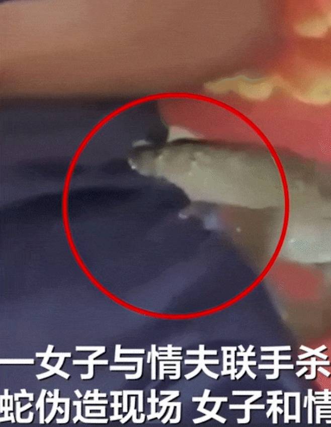 인도 국적의 여성이 내연남과 공모해 남편을 살해한 뒤 뱀에 물려 죽은 것처럼 조작한 사건이 발생했다. [사진 = 신경보 캡처]