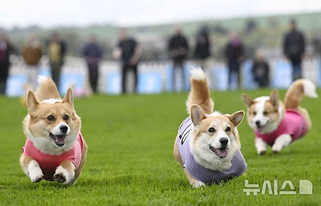 [스코틀랜드=AP/뉴시스] 19일(현지 시간) 스코틀랜드 머슬버러의 머슬버러 경마장에서 열린 연례 웰시코기 경주 대회에서 웰시코기들이 달리고 있다. 2025.04.22.