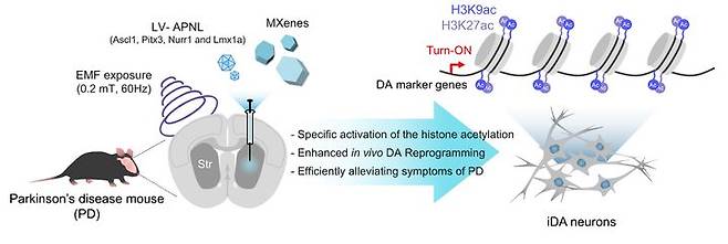동국대가 맥신을 통해 생체 내 세포 직분화 리프로그래밍 기술을 개발했다. 사진은 전자기화 맥신 기반 생체내 직분화 도파민신경 리프로그래밍 기술 모식도. (사진=동국대 제공) *재판매 및 DB 금지