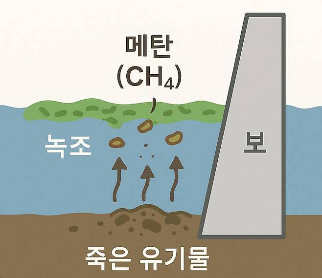 보로 강을 막으면 죽은 녹조 등 유기물이 강바닥에 쌓인 뒤 썩으면서 이산화탄소보다 28배나 강력한 온실가스인 메탄이 생성된다.