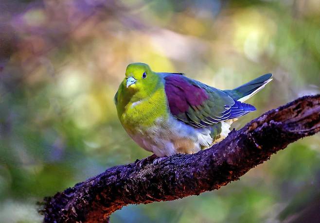 지난 2월 울산 남구 울산대공원에서 발견된 녹색비둘기의 모습. 윤기득 작가 제공