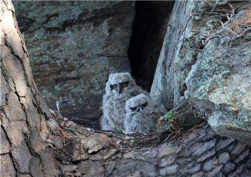 천년 고찰 절벽에 둥지 튼 수리부엉이 [촬영 유형재]