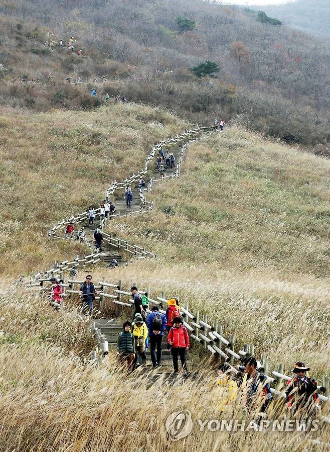 억새 만발한 영남알프스 간월재…등산객 행렬 [연합뉴스 자료사진]
