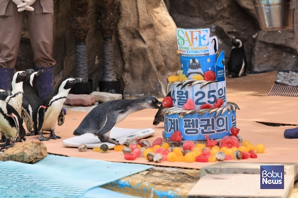 에버랜드, "4월 25일은 세계 펭귄의 날". ⓒ에버랜드