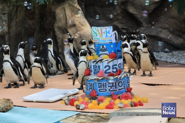 에버랜드, "4월 25일은 세계 펭귄의 날". ⓒ에버랜드