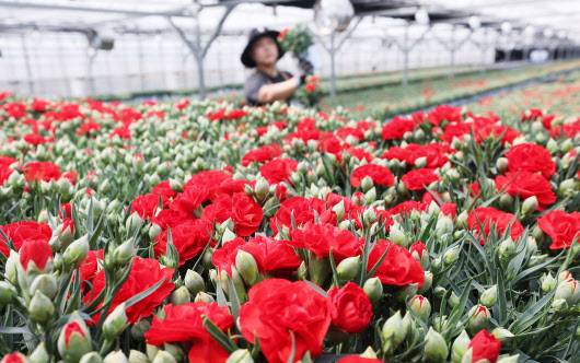 24일 경기도 용인시 처인구 남사읍의 한 화훼농원에서 관계자가 가정의 달 5월을 앞두고 카네이션 출하 작업을 하고 있다.(사진=연합뉴스)