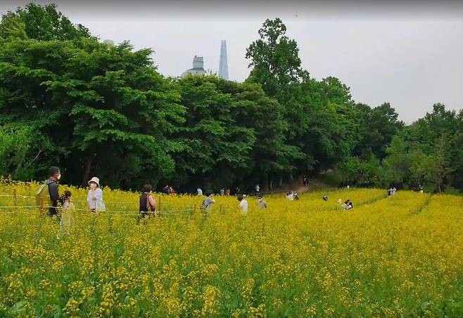 .들꽃마루의 유채꽃(송파구 제공) / 연합뉴스