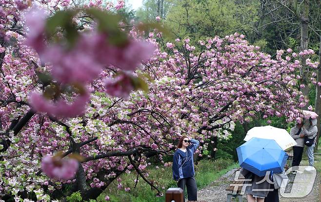 부산 중구 민주공원에서 우산을 쓴 외국인 관광객들이 활짝 핀 겹벚꽃을 감상하며 사진을 찍고 있다. 2025.4.22/뉴스1 ⓒ News1 윤일지 기자