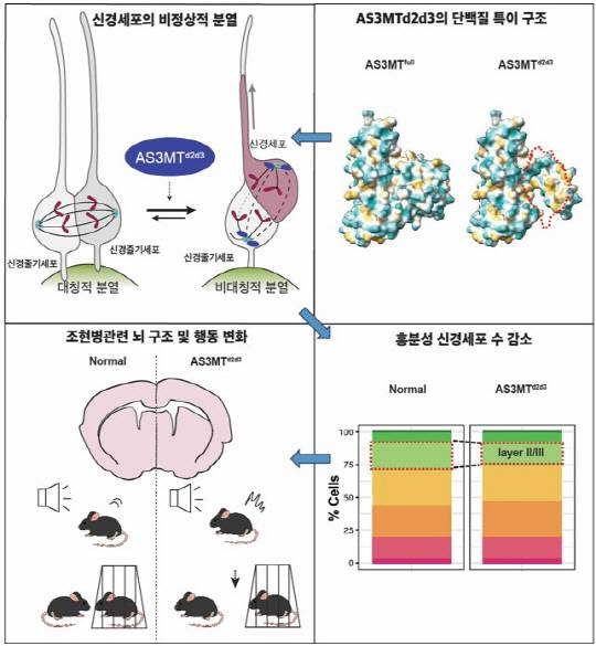 포스텍은 조현병 원인과 발병에 관여하는 유전자 변이를 찾고, 뇌 발달 과정에서 신경줄기세포 분열 이상으로 생긴다는 사실을 밝혀냈다.