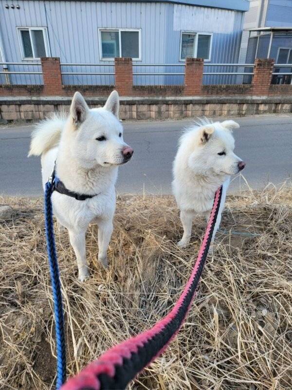 007fa93c8bc2042dbb548e678d7a3764.jpeg_20240419_154509.jpg 목줄없는 핏불이 달려듬 목줄없는 핏불이 달려듬