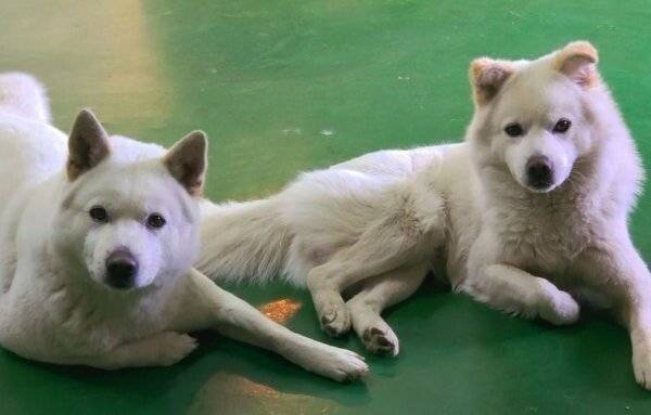 186ffe36766647c87fa6c014ccadccb8.jpeg_20240419_154616.jpg 목줄없는 핏불이 달려듬 목줄없는 핏불이 달려듬