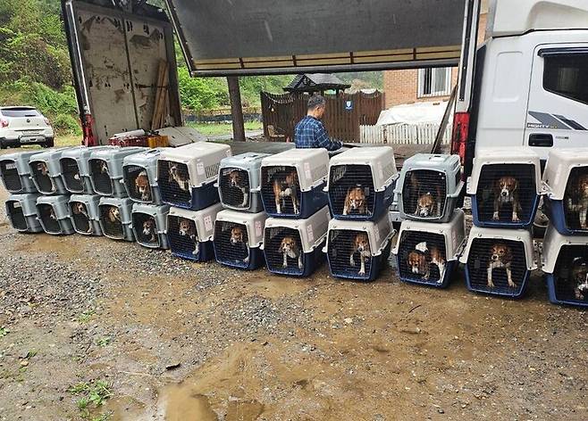 실험동물의 날인 24일 동물보호단체 ‘비글구조네트워크’는 최근 동물실험에 동원됐던 비글 견종 개 30마리를 구조했다고 밝혔다. 비글구조네트워크 제공