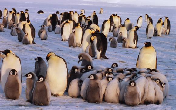 남극의 도슨 램튼 빙하(Dawson-Lambton Glacier)에서 허들링하고 있는 새끼 황제펭귄. [사진=Fritz Pölking/WWF]