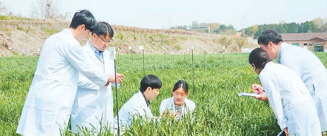 농촌진흥청은 기후변화에 대응해 이모작에 적합한 밀·콩 품종을 개발하고 있다. 사진은 국립식량과학원 맥류작물과 연구원들이 전북 완주군 시험포장에서 밀 생육을 조사하는 모습.  [사진 농촌진흥청]