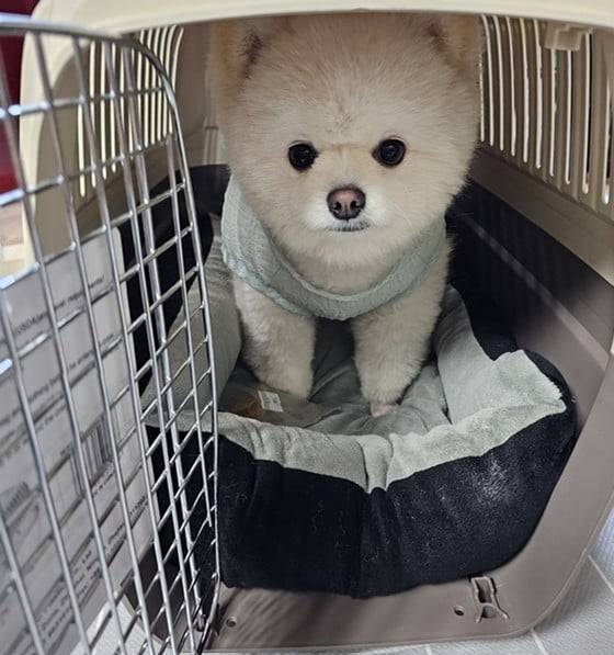 한 반려견이 케이지 교육을 받고 있는 모습. 독자 제공