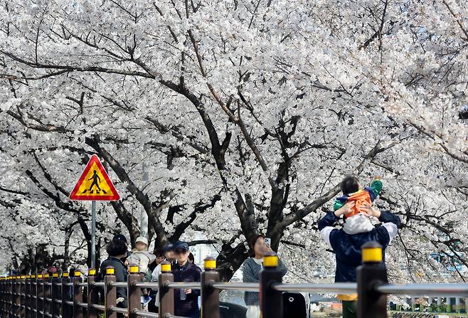 지난 2일 오후 부산 동래구 온천천시민공원에서 시민들이 만개한 벚곷을 구경하고 있다. 연합뉴스
