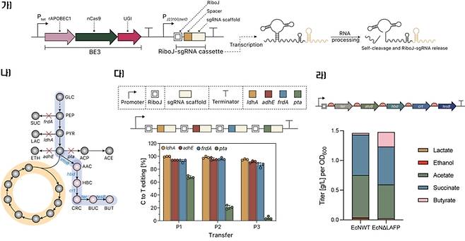 RAMBE 시스템을 이용한 프로바이오틱스 대장균 EcN의 4개 유전자 동시 편집 및 대사산물 분석. 가)RAMBE 시스템은 RiboJ 리보자임과 sgRNA를 결합한 배열(RiboJ-sgRNA)을 설계하여, 전사 후 자가 절단을 통해 하나의 전사체에서 기능성 sgRNA를 개별적으로 생성하는 플랫폼임. 이 배열은 BE3 단백질과 함께 발현되어 사이토신(Cytosine, C)을 티민(Thymine, T)으로 변환하는 염기편집을 유도한다. 나)표적 유전자인 ldhA, adhE, frdA, pta는 포도당 대사 과정에서 부산물 생성을 유도하는 유전자로, 각각 젖산, 에탄올, 숙신산, 아세트산 생성에 관여한다. 다)반복적인 RiboJ 리보자임, sgRNA 스캐폴드, 유전자 특이적 스페이서로 구성된 배열을 통해 4개의 유전자에 조기 종결 코돈을 도입하고자 사이토신(C)을 티민(T)으로 변환하였으며, 모든 표적에서 높은 편집 효율을 확인. 라)부티르산 생산 유전자(atoB, hbd, crt, ter, tesB)를 포함한 이종 생합성 플라스미드를 도입한 후, 편집 균주(EcNΔLAFP)와 대조 균주(EcNWT)의 대사산물 생산을 비교함. 편집 균주는 대조 균주 대비 부티르산(butyrate) 생산이 최대 7배 이상 증가하고, 젖산(lactate)·에탄올(ethanol)·아세트산(acetate)·숙신산(succinate)의 생성은 감소하여 탄소 흐름이 효과적으로 재설계되었음을 확인할 수 있다. 한국생명공학연구원