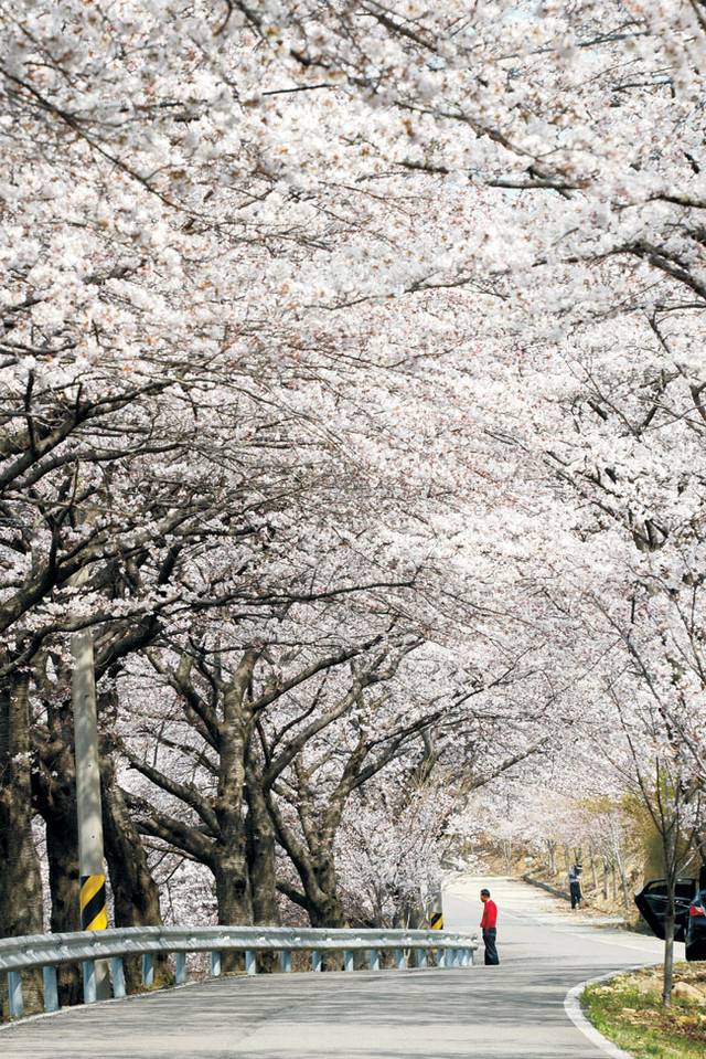지금은 진작 다 지고 말았지만 남해 노량마을에서 왕지등대까지 이어지는 길은, 꽃구름 같은 벚꽃이 하늘을 가리는 길이다. 길옆으로는 바다 풍경이 펼쳐지고, 벚꽃 개화기를 겨눠서 일부러 찾아갈 만한 곳이다.