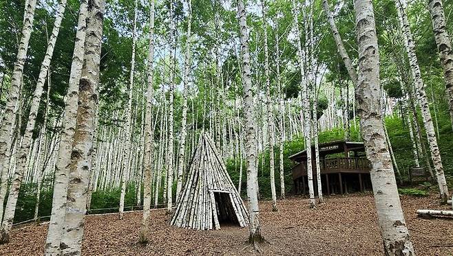 [서울=뉴시스]인제 자작나무숲. (사진=뉴시스DB) 2025.04.24. photo@newsis.com *재판매 및 DB 금지