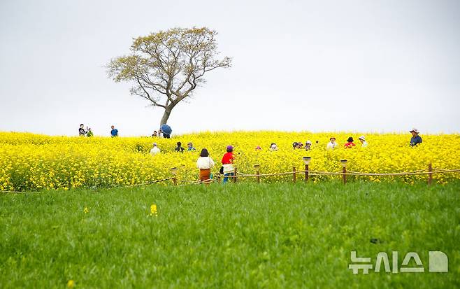[서귀포=뉴시스] 우장호 기자 = 구름이 많이 낀 18일 오후 제주 서귀포시 안덕면 신화월드 내 신화가든을 찾은 관광객들이 유채꽃 사이에서 늦봄 정취를 즐기고 있다. 2025.04.18. woo1223@newsis.com