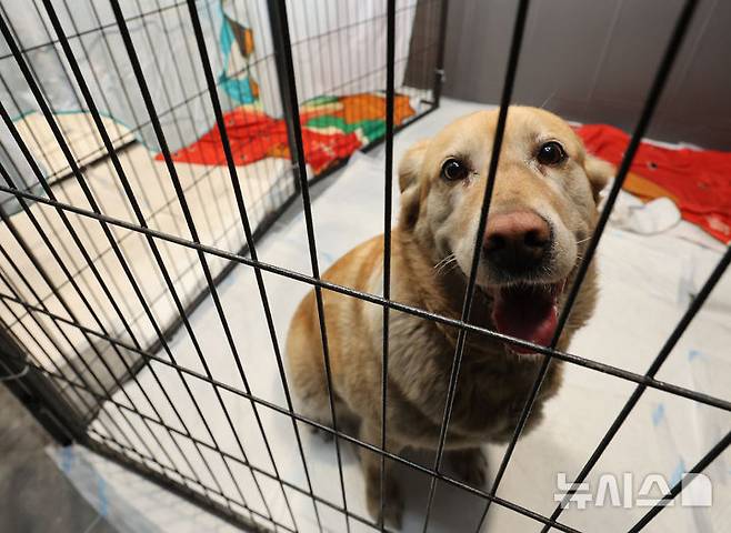 [안동=뉴시스] 김금보 기자 = 사진은 지난달 29일 경북 안동시 한 커뮤니티공간에 마련된 동물 긴급 진료소에 산불피해 지역에서 구조된 개가 보호되고 있는 모습. 2025.03.29. kgb@newsis.com