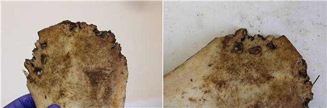 고양잇과 동물에게 물려 구멍이 난 검투사 유골