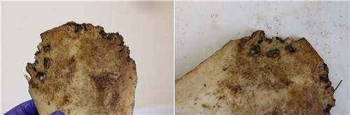 고양잇과 동물에게 물려 구멍이 난 검투사 유골 [PLOS One / Thompson et al. 제공. 재판매 및 DB 금지]