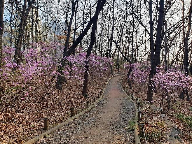 오금공원 산책길에 핀 진달래 [송파구 제공. 재판매 및 DB 금지]