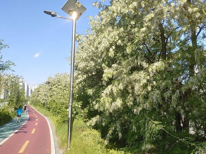 성내천 아카시아 명소 [송파구 제공. 재판매 및 DB 금지]