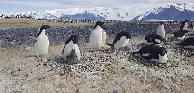 아델리펭귄 [극지연구소 제공. 재판매 및 DB금지]