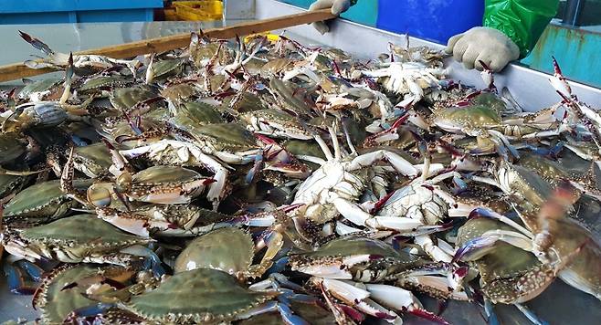 갓 잡아 올린 봄 꽃게 [진도군 제공·재판매 및 DB 금지]