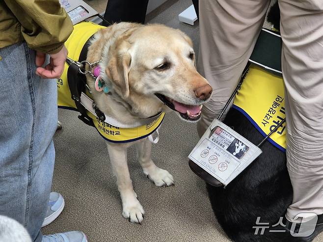 25일 서울남부지법을 방문한 시각장애인 안내견의 모습. 2025.4.25/뉴스1 ⓒ News1 신윤하 기자