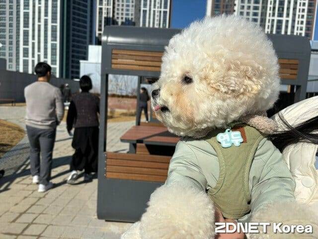 스타필드 수원 8층 옥상 스타가든에서 마주친 강아지 연두