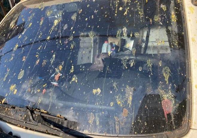 서울 강남구 개포동 소재 주민우선주차장에 주차된 차량이 비둘기 배설물로 피해를 입은 모습. 독자 제공