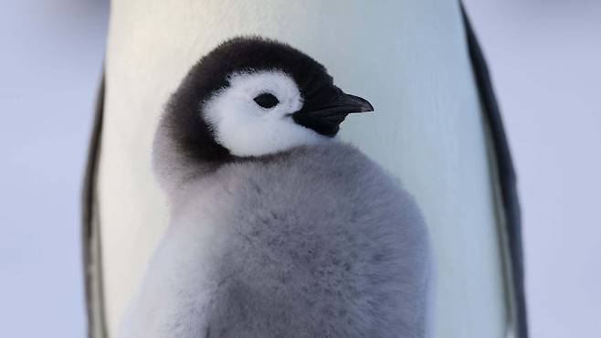 솜털이 보송한 아기 펭귄./내셔널지오그래픽