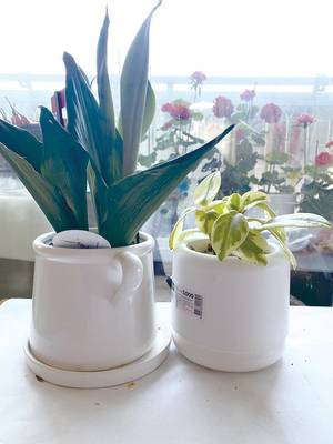 기자는 집의 주 식집사인 할머니가 키우는 식물들의 화분을 찍고 구글 렌즈로 검색해보았다. 그 결과 제라늄, 염좌 나무, 군자란, 연성각(기둥선인장), 산세베리아, 골드페페 등이라는 이름을 알게 됐다. 화분에는 흙의 통풍을 위한 젓가락, 비료가 될 준비를 하는 잘게 간 달걀껍질 등이 보인다(사진 이승연 기자).